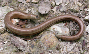 High quality Slow Worm photo, Grey Slow Worm pictures, Slow Worm picture, Slow Worm s images, Slow Worm photos free