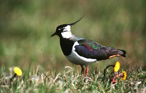 Lapwing photo by Mike Weston