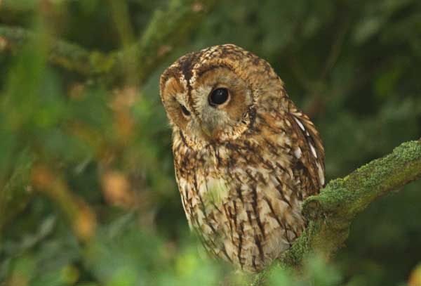 Tawny Owl on branch