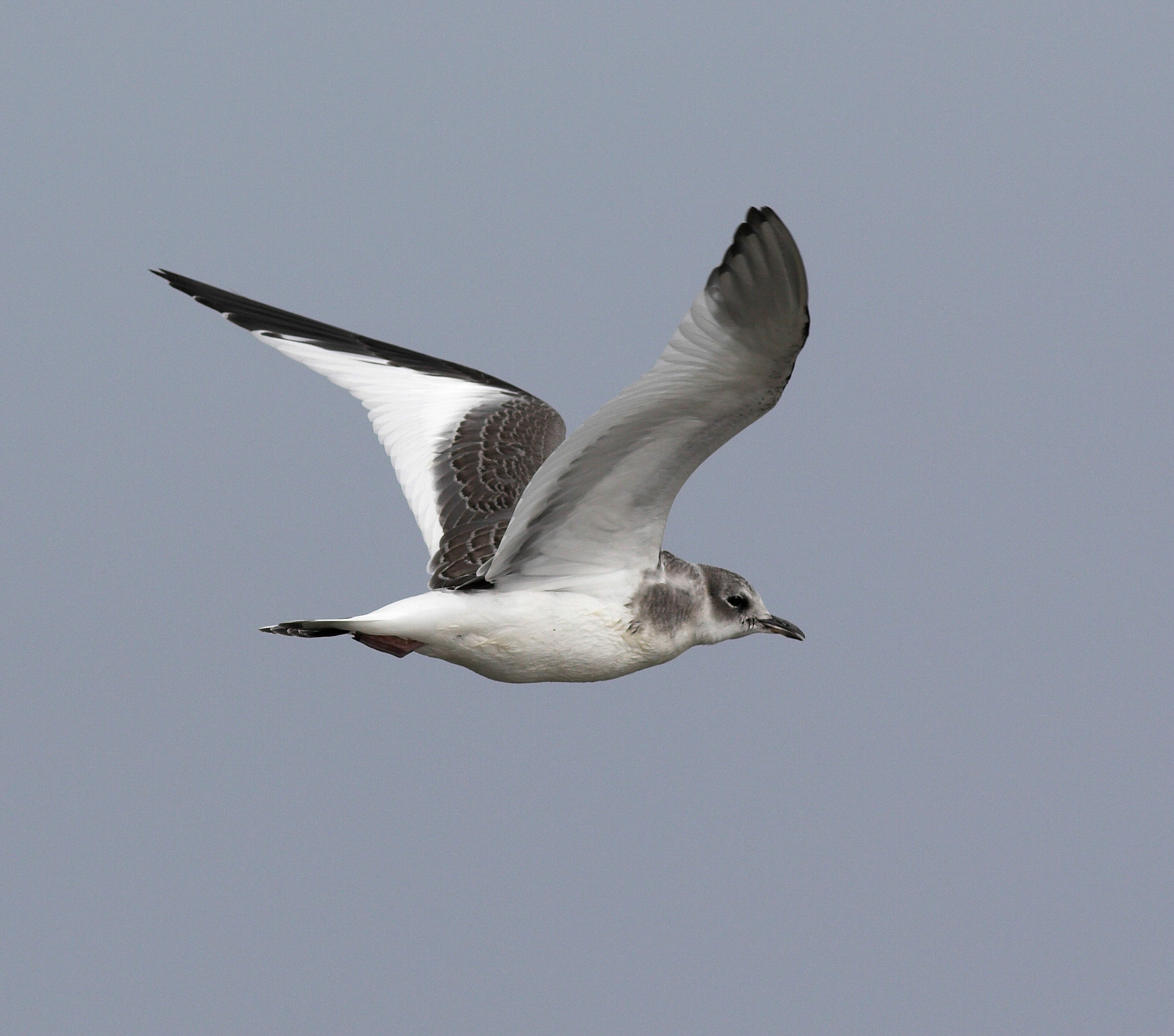 Sabine's Gull, by Allan Drewitt / BTO