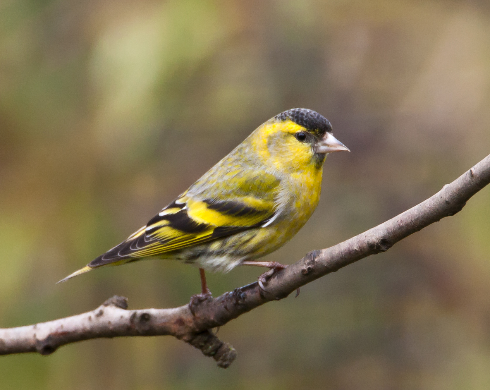 Siskin, by Allan Drewitt / BTO