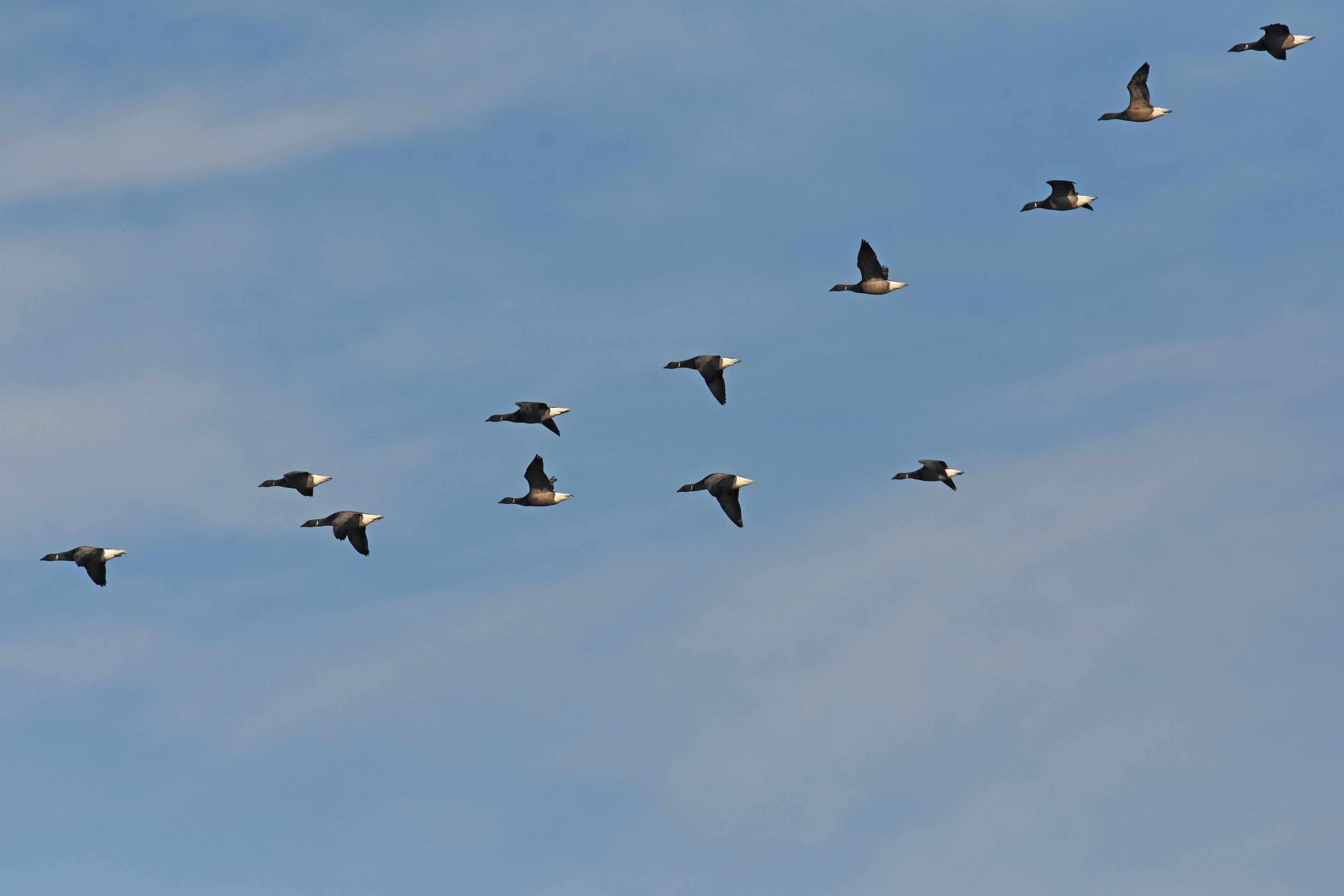 Brent Geese, by Moss Taylor / BTO