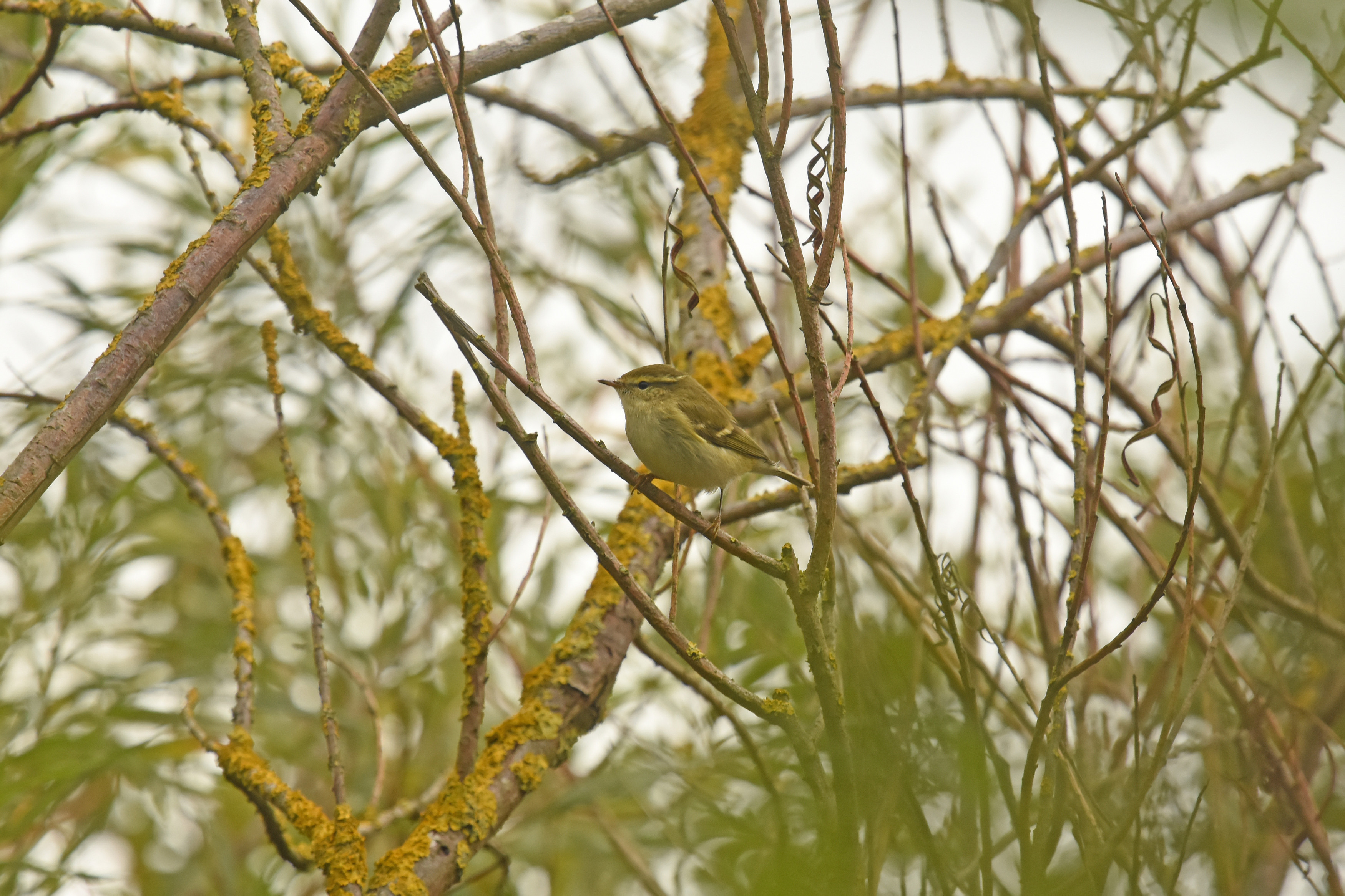 Yellow-browed Warbler, by Moss Taylor / BTO