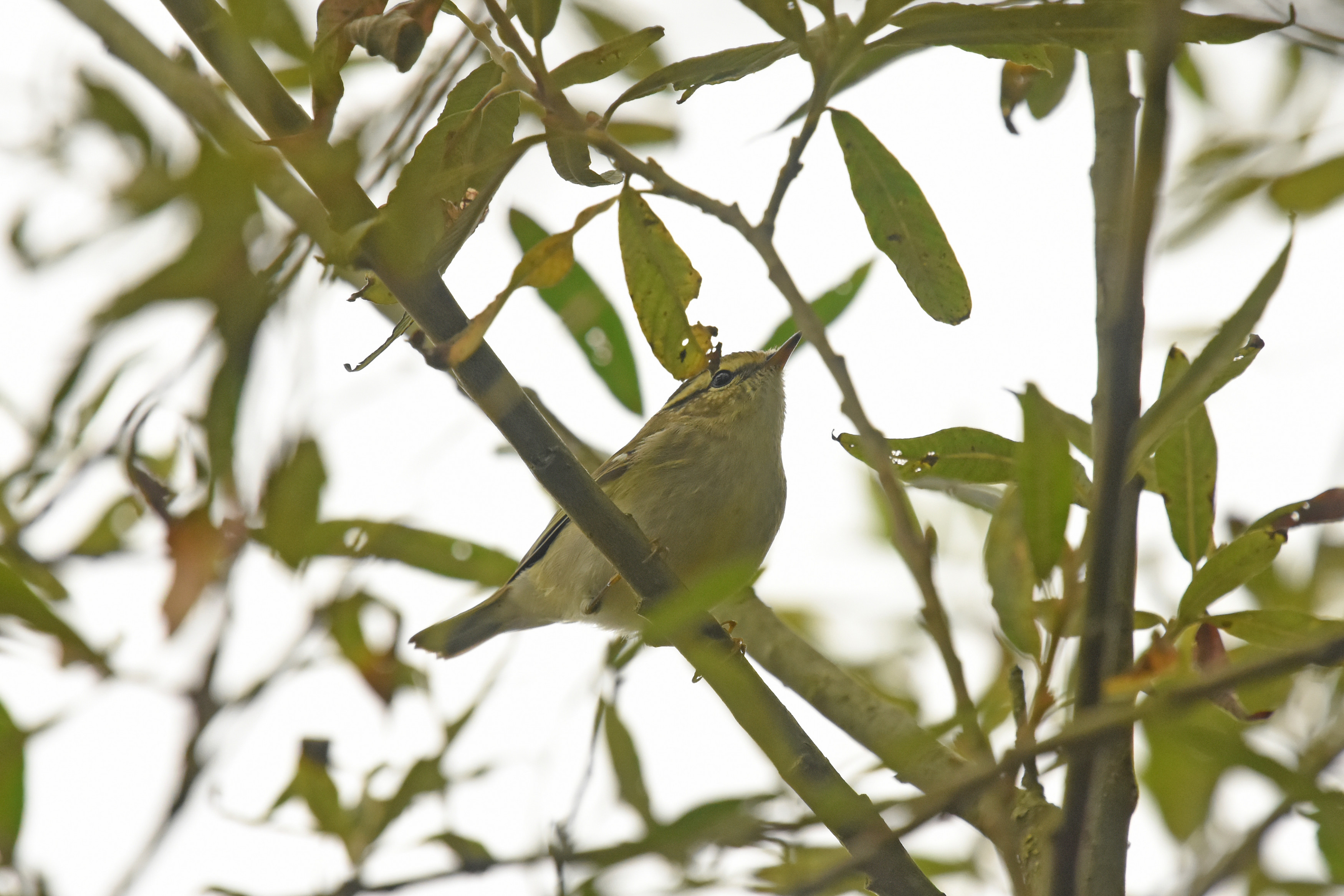 Yellow-browed Warbler, by Moss Taylor / BTO