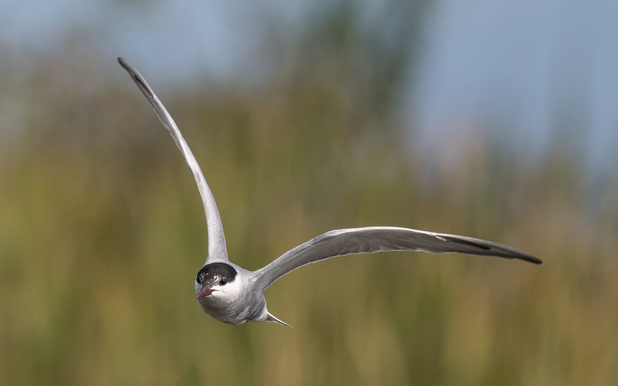 Whiskered Tern, by Philip Croft / BTO