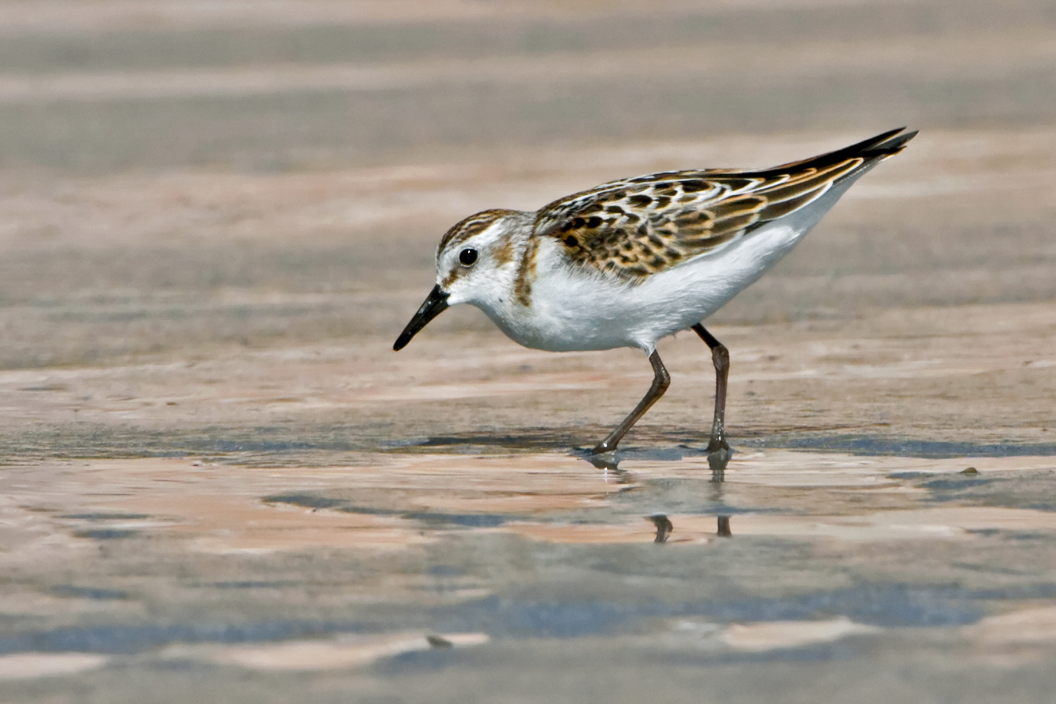 Little Stint, by Paul Hillion / BTO