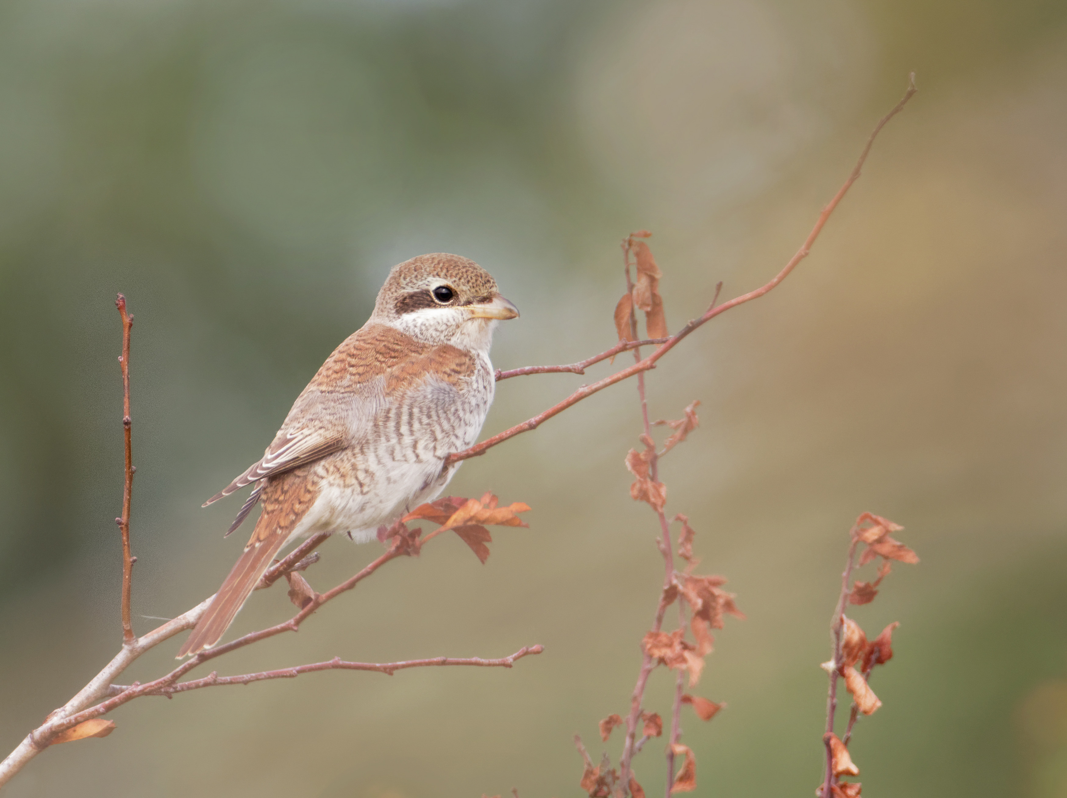 Red-backed Shrike, by Liz Cutting / BTO