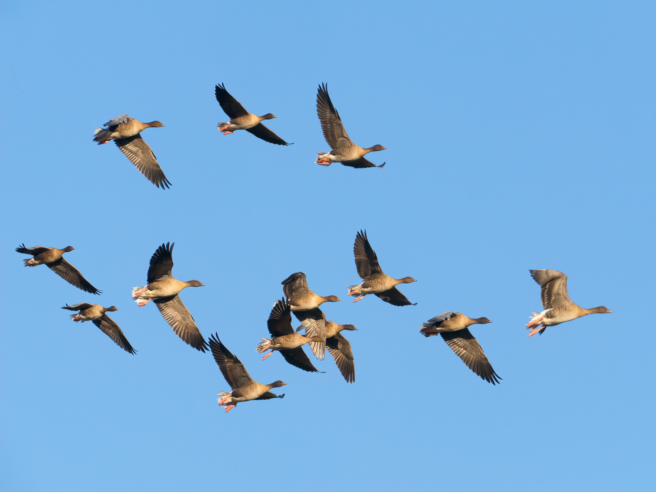 Pink-footed Geese by Edmund Fellowes / BTO