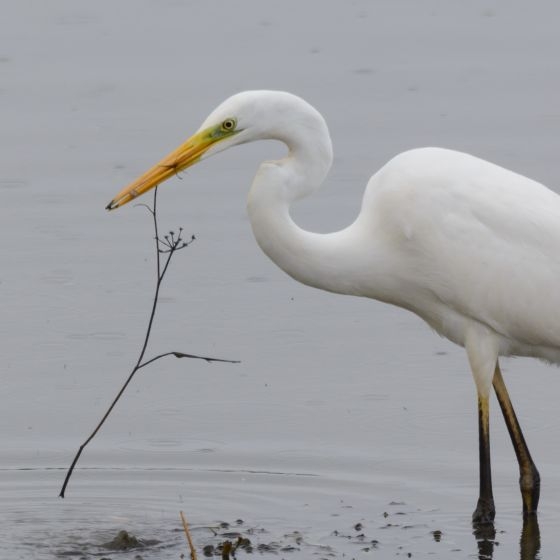 Great white egret no longer rare bird as numbers boom across UK and Europe