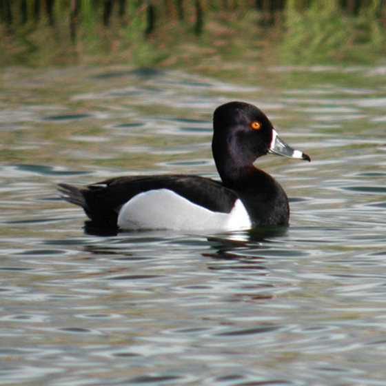 Ring-Necked Duck | Missouri Department of Conservation