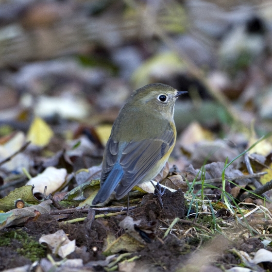 Red-flanked Bluetail, Graham Catley
