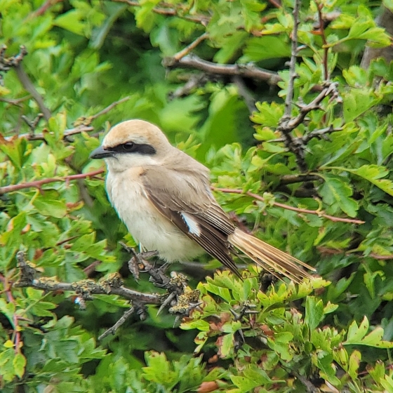 Turkestan Shrike, Toby Carter