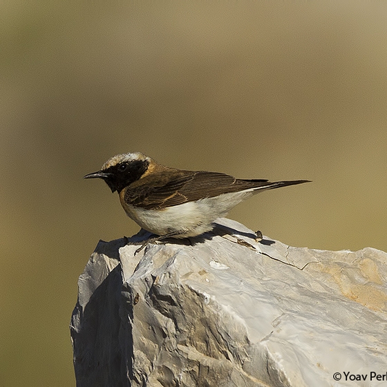 Eastern Black-eared Wheatear, Yoav Perlman