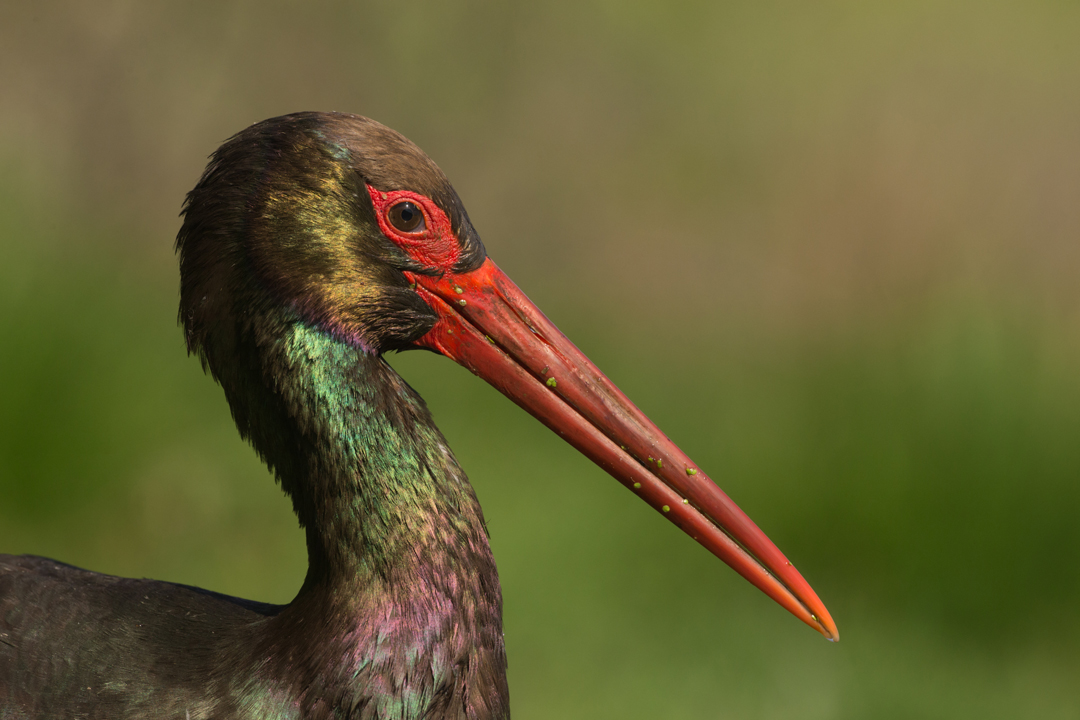 Black Stork, by Edmund Fellowes / BTO