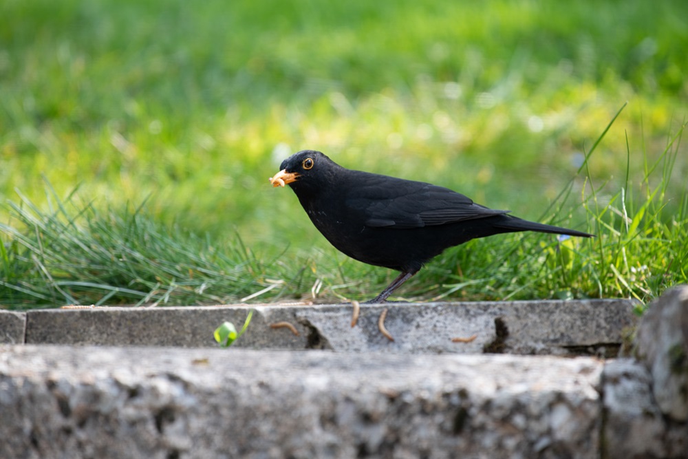Blackbird, by Phil Pickin / BTO