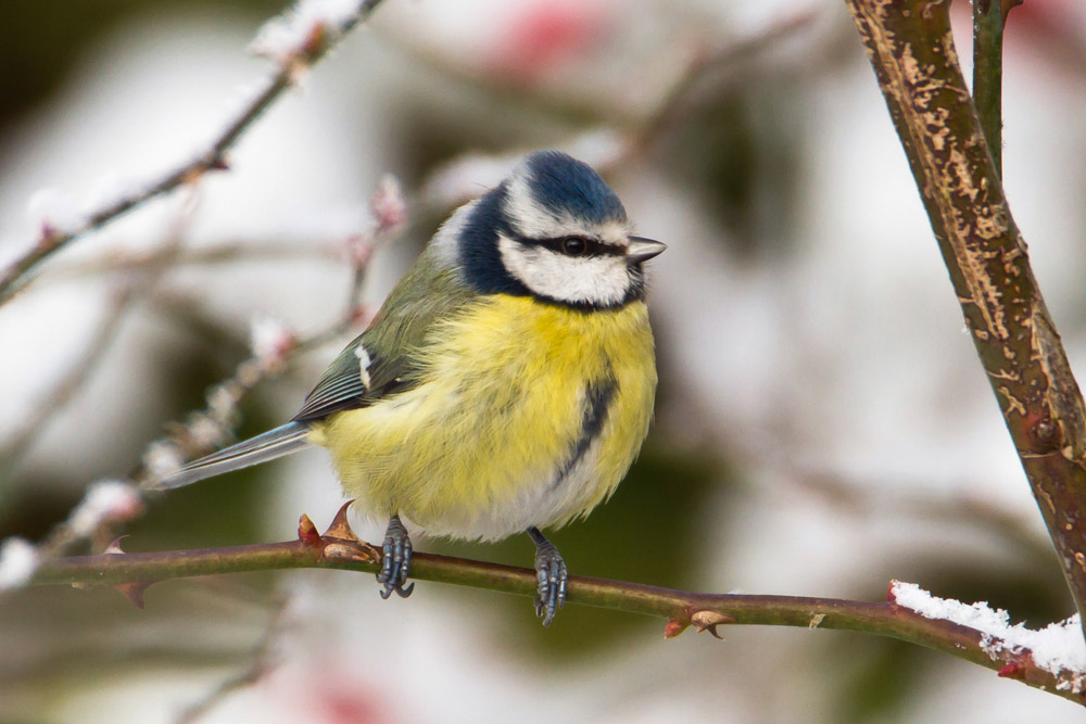 Blue Tit, by Allan Drewitt / BTO