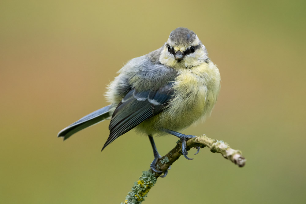 Blue Tit fledgling, by Edmund Fellowes / BTO