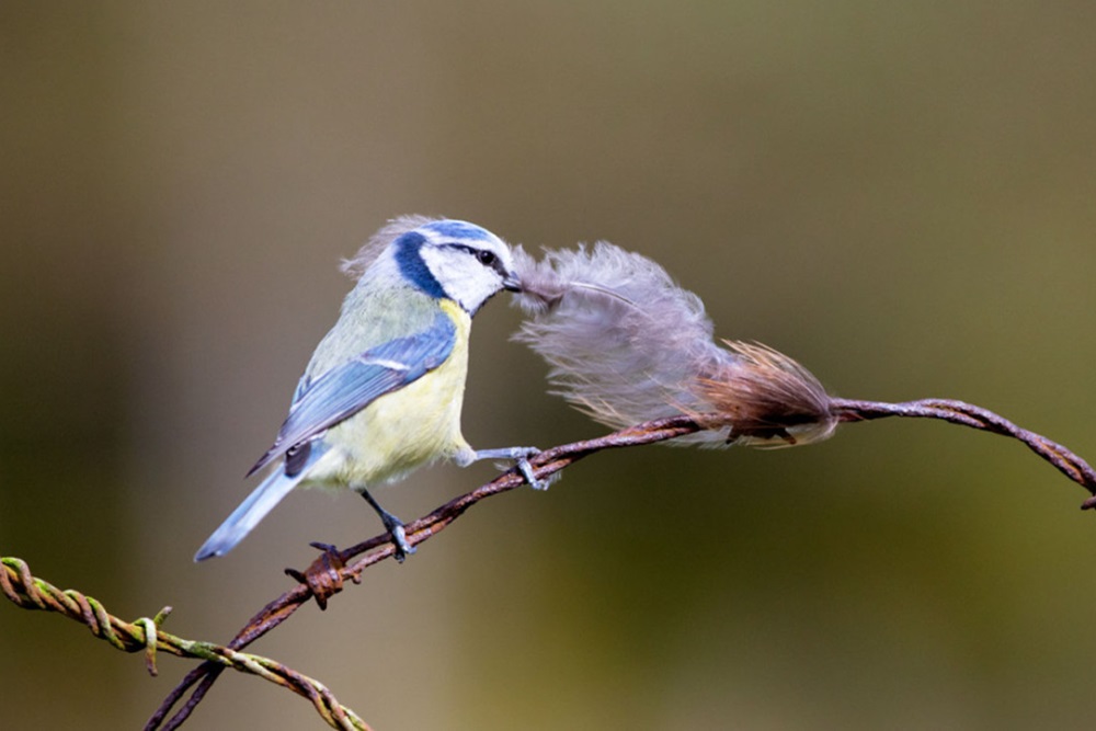 Blue Tit, by Edmund Fellowes / BTO