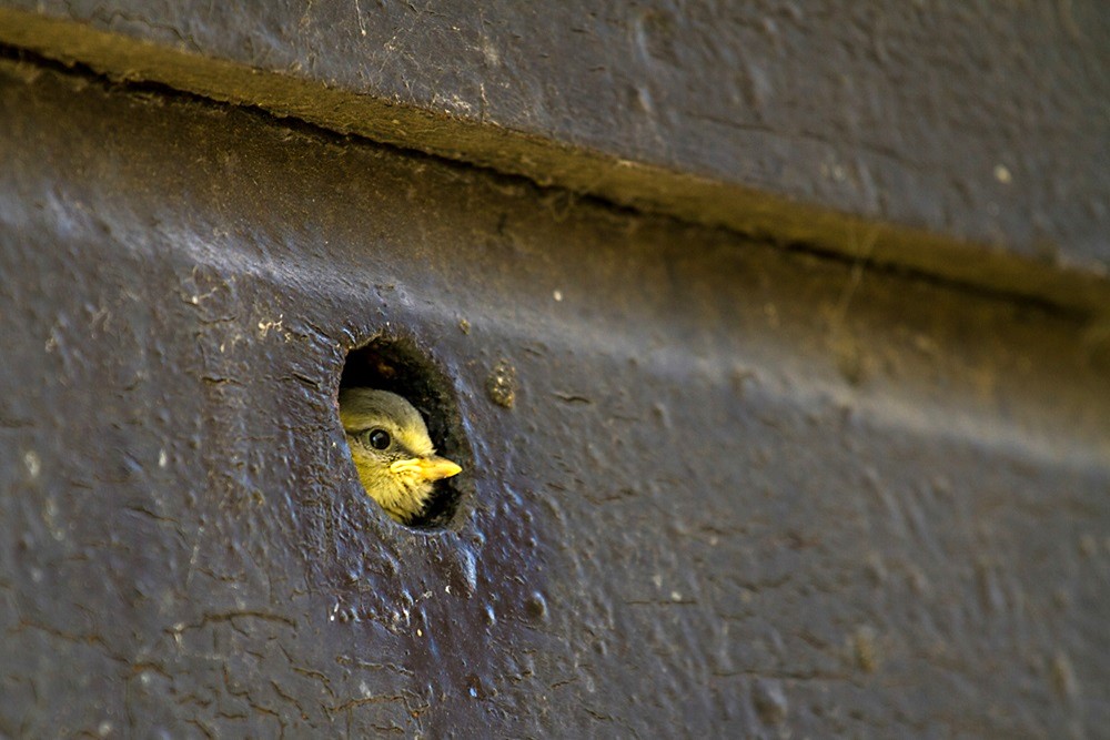 Blue Tit chick, by Tom Streeter / BTO