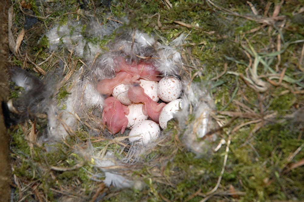 Blue Tit chicks and eggs, by Mark C Mainwaring / BTO
