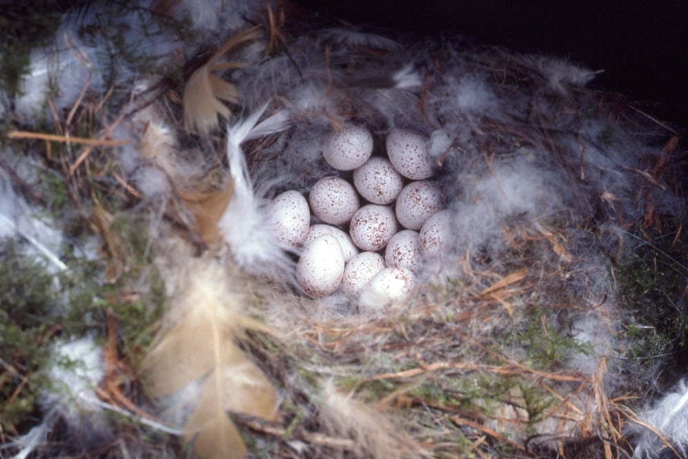 Blue Tit nest with eggs, by Moss Taylor / BTO
