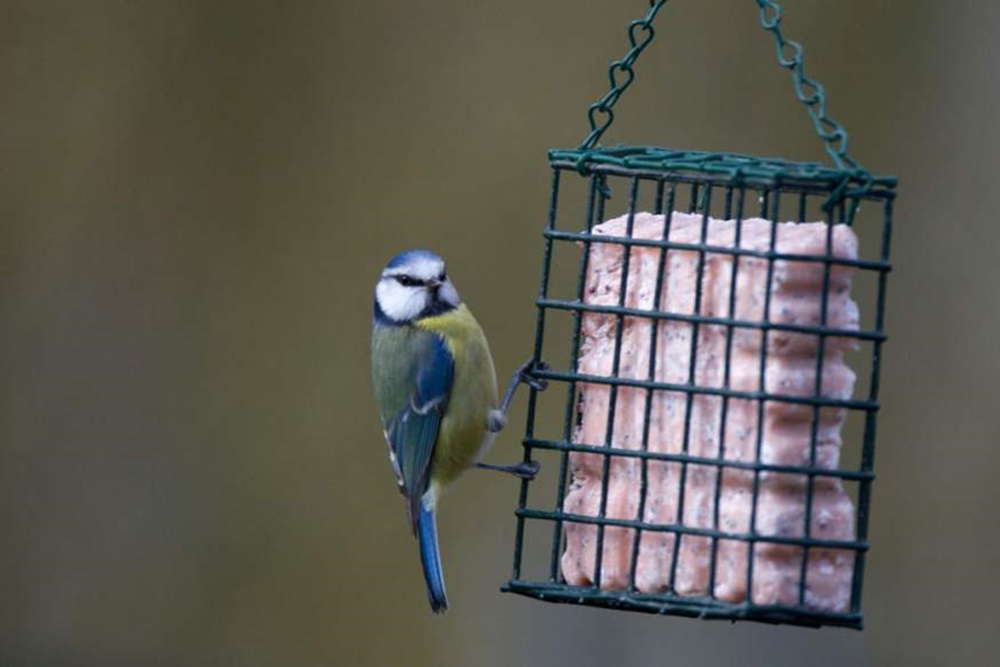Blue Tit on a feeder, by Paul Newton / BTO