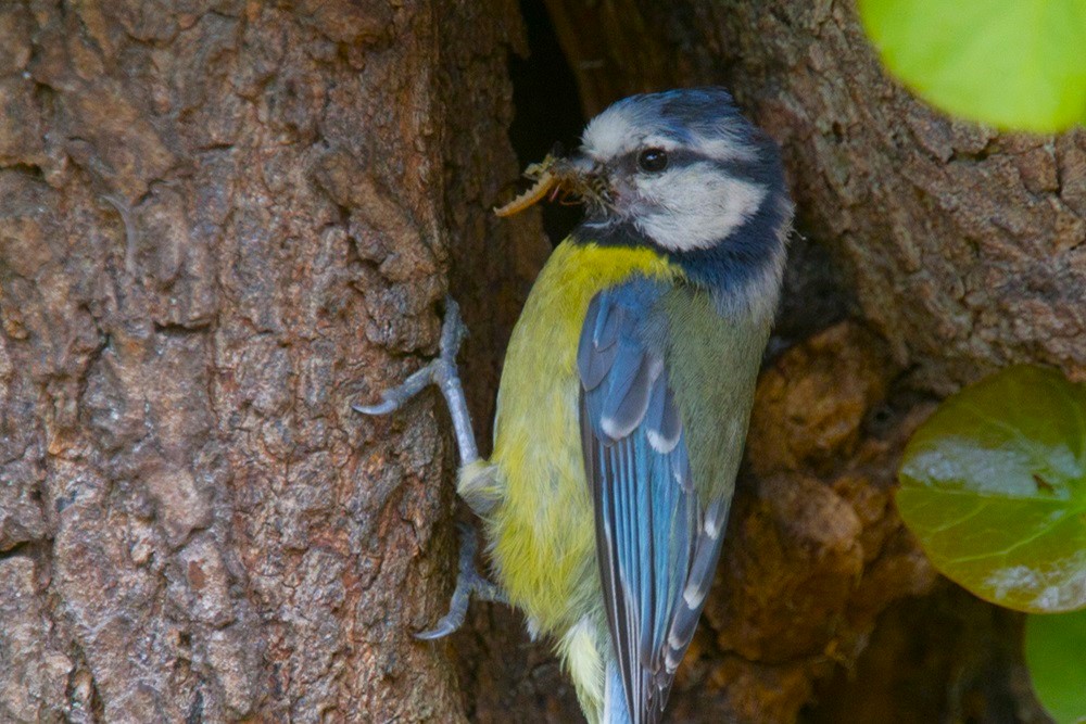 Blue Tit, by Liz Cutting / BTO