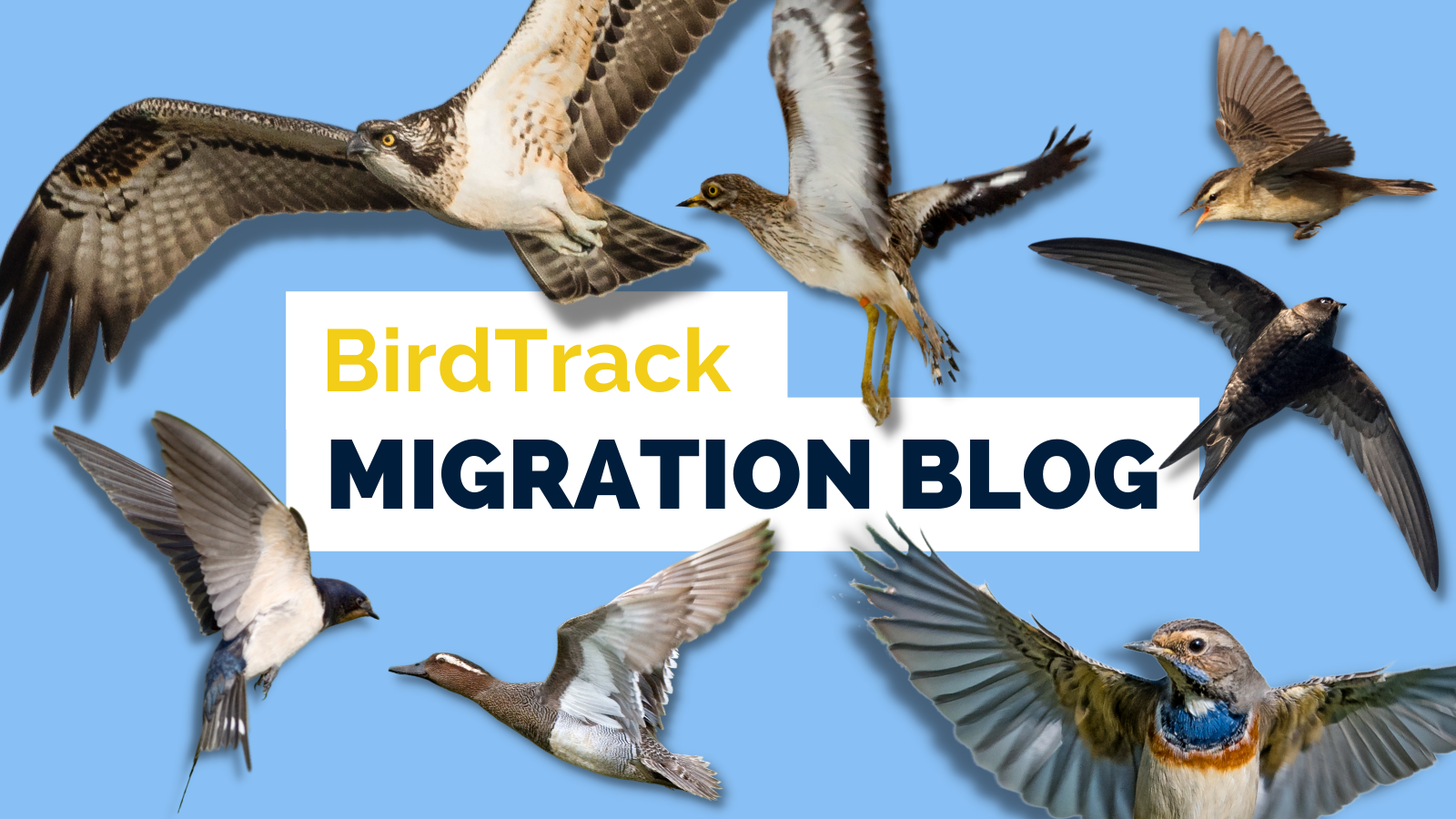 BirdTrack Migration Blog. © BennyTrapp BirdTrack Migration Blog. © BennyTrapp