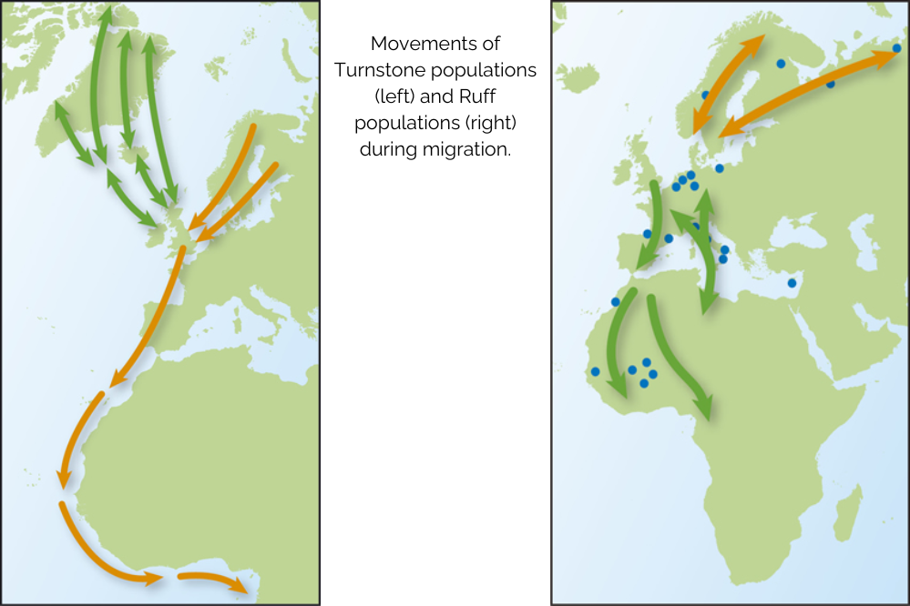 Map showing the migratory movements of two different populations of Turnstone and Ruff. For details, see text.