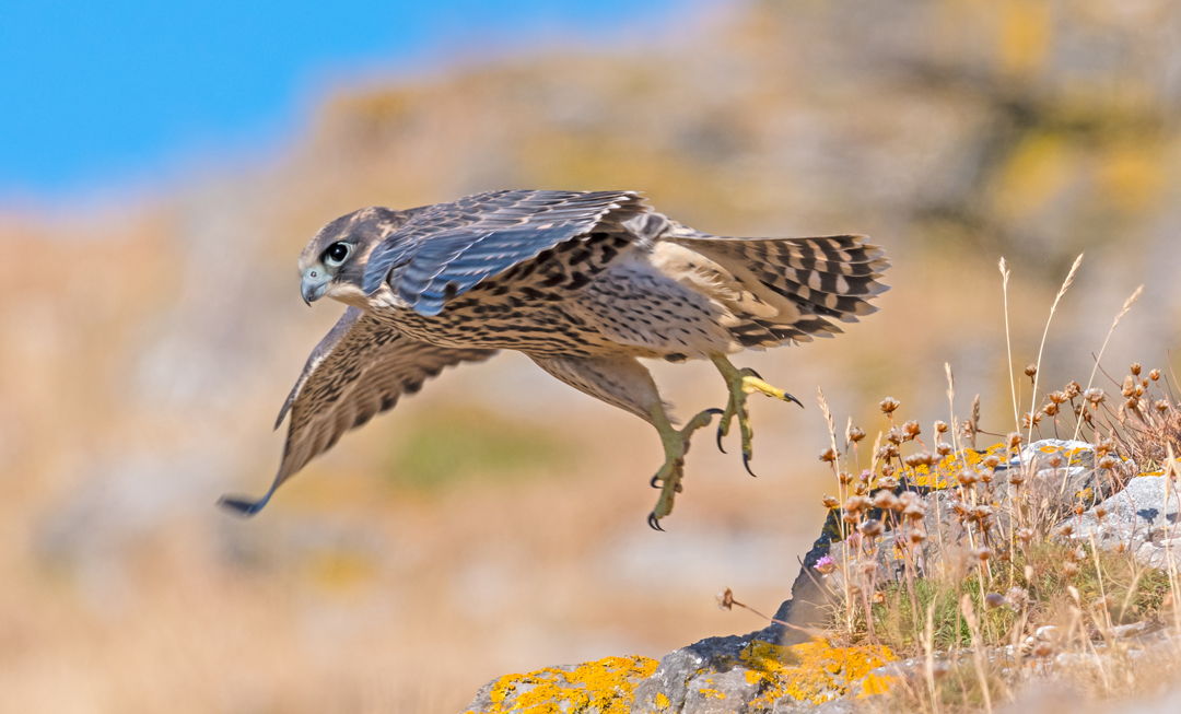 Peregrine, by Philip Croft / BTO