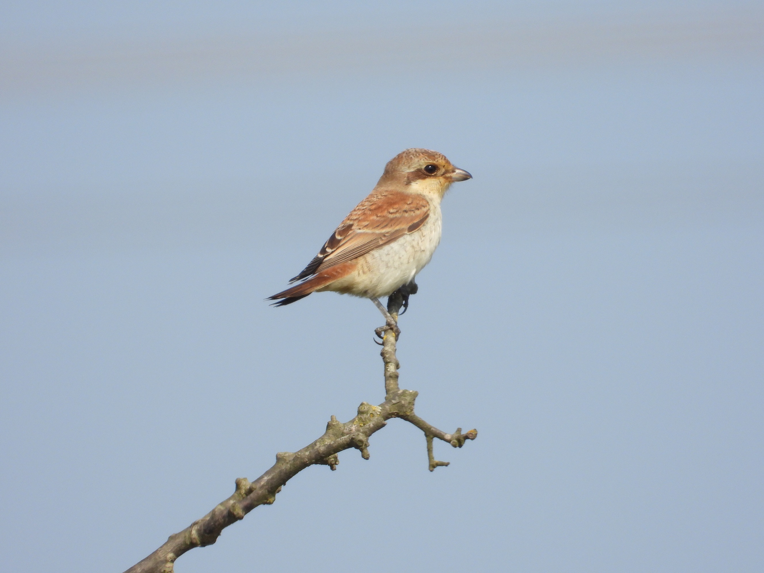 Red-backed Shrike at Spurn Migration Festival 2024, by Peter Wilson