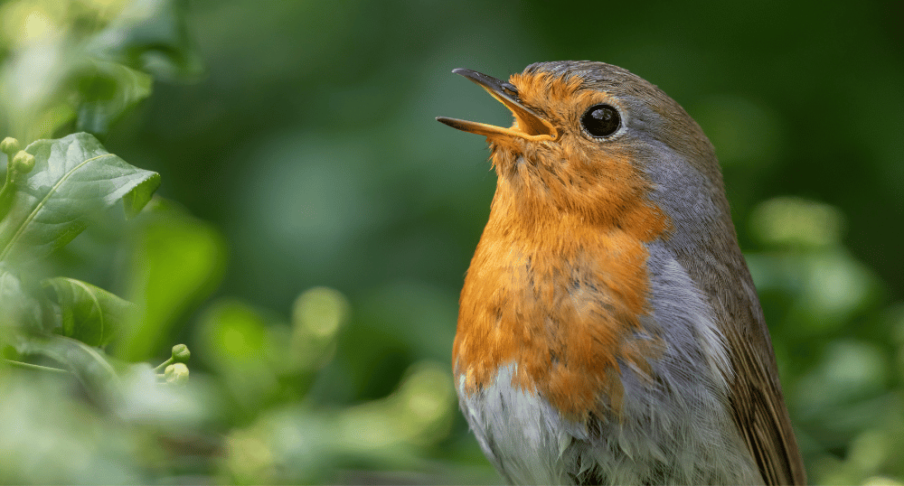 Robin  BTO - British Trust for Ornithology