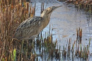 Bittern by Jill Pakenham