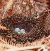 bull finch eggs