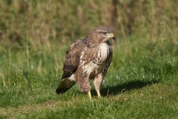 Buzzard by Edmund Fellowes