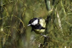 Great Tit by John Harding