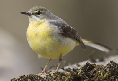 BirdTrends 2013: trends in numbers, breeding success and survival for ...