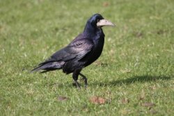 Rook  by John Harding