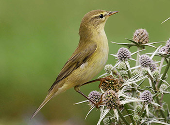 Willow Warbler by Jill Pakenham