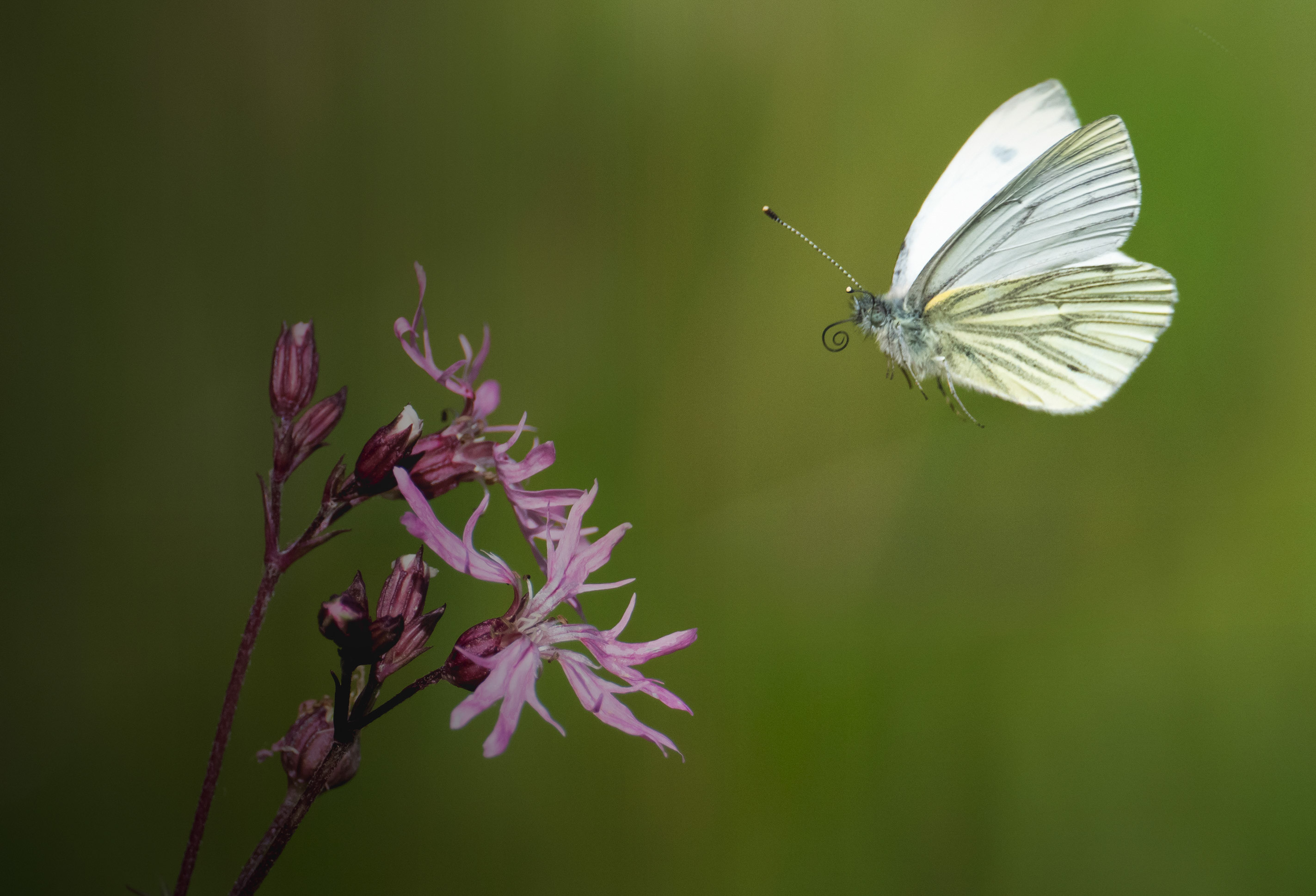 Human activity can help as well as hinder UK butterflies | BTO ...