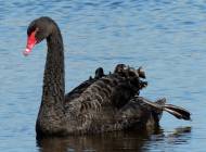 Black Swan by Moss Taylor/BTO