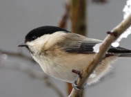 Willow Tit by Graham Catley/BTO
