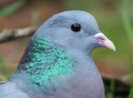 Stock Dove by Nick Stacey