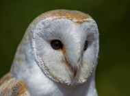 Barn Owl by Gray Clements