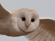 Barn Owl by Richard Saxton