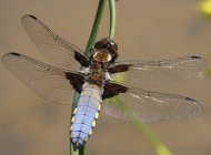 Broad-bodied Chaser by Mike and Brenda Gough