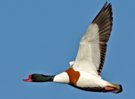 Shelduck by Clive Brown