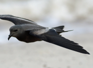 Leach's Petrel by Elliot Monteith