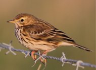 Meadow Pipit by the Anne Cotton