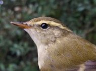 Yellow-browed Warbler by Damian Money